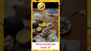Om how cute ❤ give her some special food guys like steak 🥩❤❤❤❤❤😅 #shorts #Dog #comedy