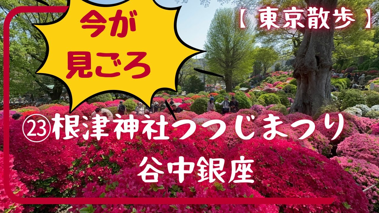 Nezu Shrine Azalea Festival and Yanaka Ginza] Tokyo Stroll Part 23
