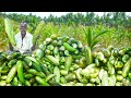 Cucumber harvesting and cooking     traditional village vegetarian recipe  vgc