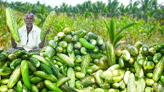 CUCUMBER HARVESTING AND COOKING | வெள்ளரிக்காய் கூட்டு | Traditional Village Vegetarian Recipe | VGC