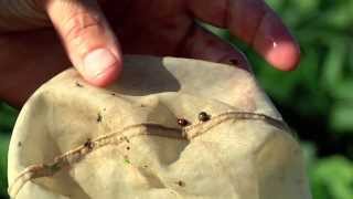Kudzu Bugs