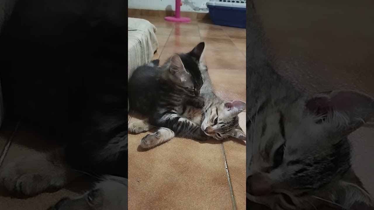 Os irmãozinhos 76 dias🐈🐈‍⬛❤️