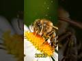 Bee  minute earth animal history  minute animal shorts animals story animal lover