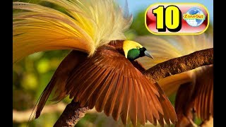 10 สายพันธุ์นกที่สวยที่สุดในโลก บางชนิดอย่างกะหลุดมาจากเทพนิยาย - Youtube
