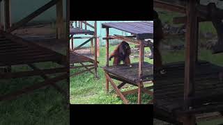Giant Male Orangutan On Platform.