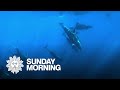 Nature: Dolphins off Mexico&#39;s Baja Peninsula