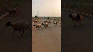 الصغير عمر يلعب مع الاغنام kid omar player with the sheep