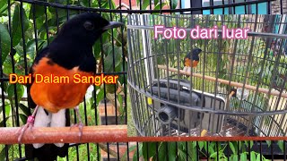 Cara Merekam Burung Dalam Sangkar Menggunakan Hp Dan Kamera Gopro Dengan Alat Yang Murah Hasil Mewah
