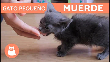 ¿Cómo evitas que tu gato te muerda?