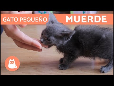 Video: ¿Cuándo los gatitos dejan de morder?