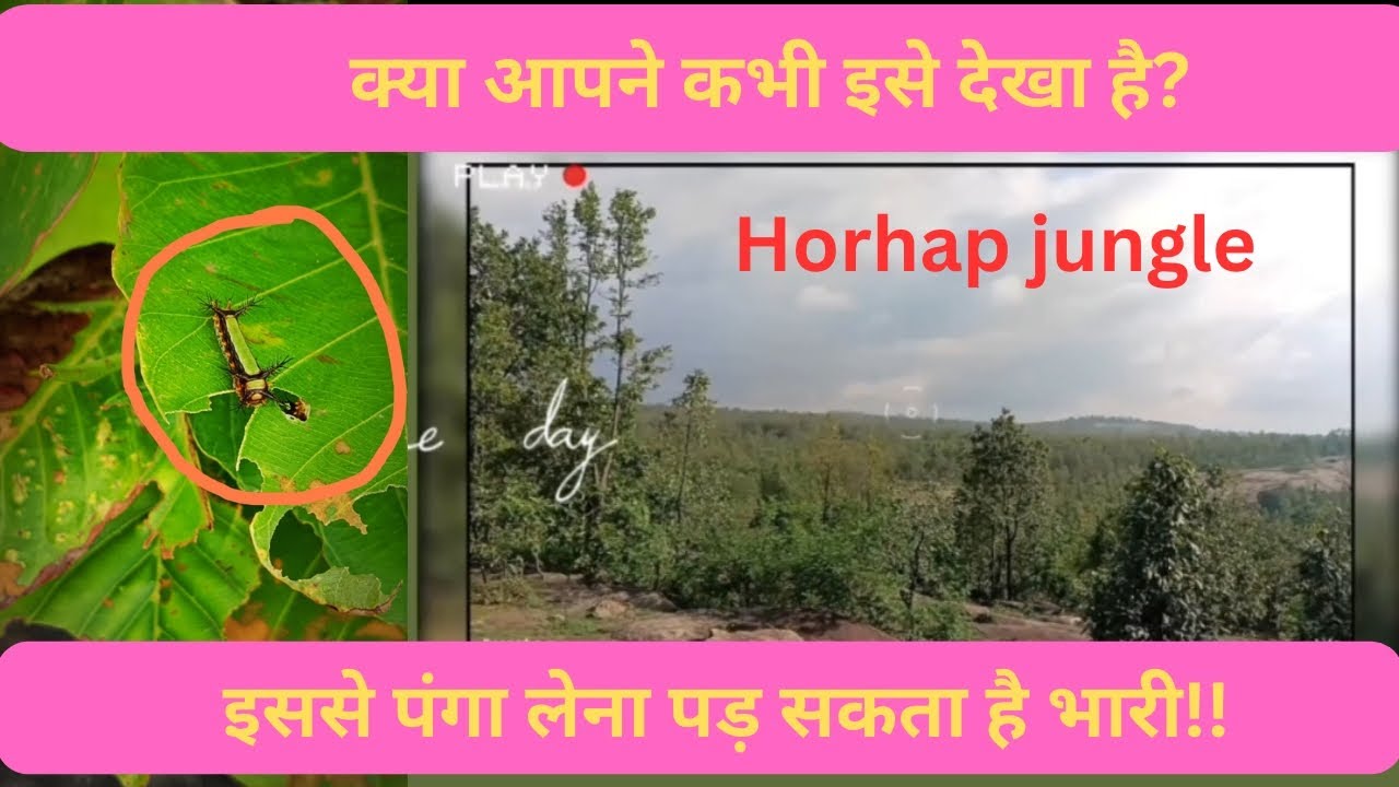 Horhap Jungle: A Natural Wonder of the World