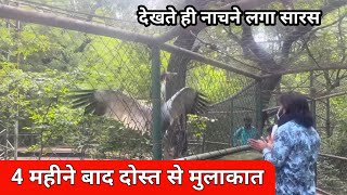 4 महीने बाद मिला सारस अपने दोस्त आरिफ से देखते ही नाचने लगा 🐦 #dailyvlogs #sad