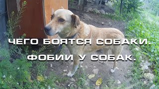 Чего боятся собаки Фобии у собак Чего боятся собаки Фобии у собак