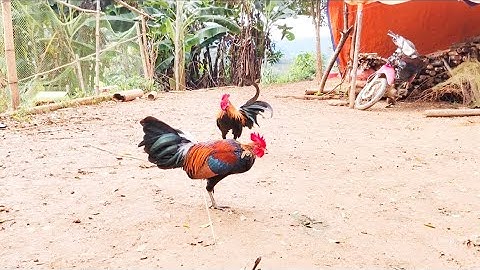 Vể đẹp của Gà Rừng F1 vẫn cứ đẹp thập, mới nhất, qiab qus f1 khav zoo nraug heev