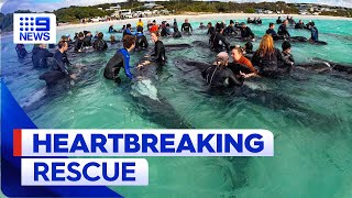 Desperate mission to save whales stranded on WA beach | 9 News Australia