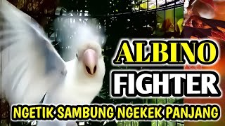 Lovebird Albino Fighter Narung Ngetik Lanjut Ngekek Panjang Memanggil Labet Malas Bunyi.