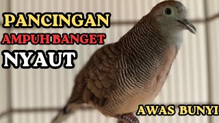 Suara Masteran Gacor Burung Perkutut PANCINGAN BURUNG PERKUTUT 100% PANDAI BIKIN KAWAN NYAUT BUNYI