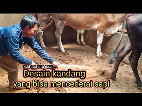 Video: Bull Shed (33 Foto): Ukuran Gerai Dan Ciri-ciri Pembinaan Dengan Tangan Anda Sendiri, Bagaimana Membuat Kandang Untuk Berjalan Kaki, Bagaimana Membina Kandang Yang Selesa