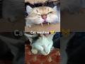#cat #cats #catreaction #catlover #shorts #subscribe #funnycats #funnyvideo #funny 🙀😻🥰😹☺️❤️