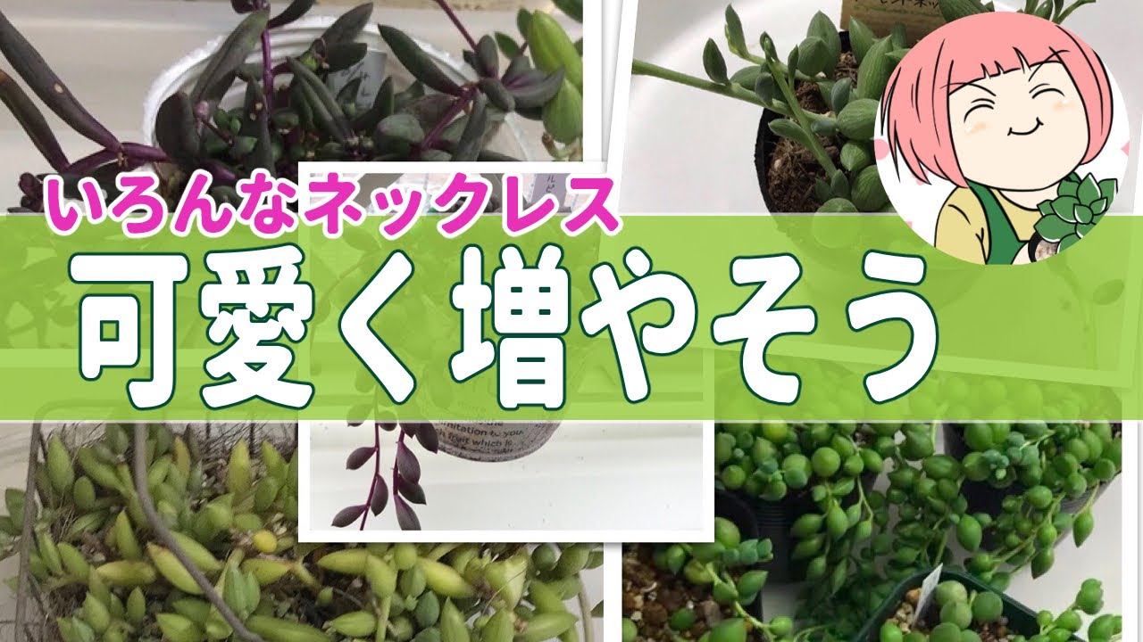 38 多肉植物 増やす うちのネックレス系の増やし方 どの子が増えやすい 育てやすい 丈夫 お勧めなのは お水やりは How To Increase Succulents Youtube