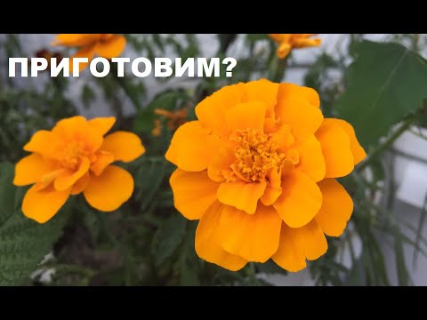 Как приготовить БАРХАТЦЫ/Тагетес? Рецепты цветочной кулинарии.
