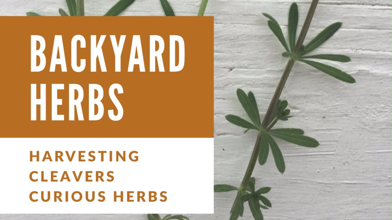 Backyard Herbs Harvesting Cleavers YouTube