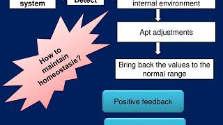 Homeostasis  10 slides