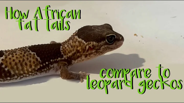 African fat tail VS Leopard gecko
