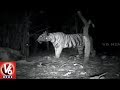 Tigress Phalguna’s Second Litter Brings Cheer in Officials