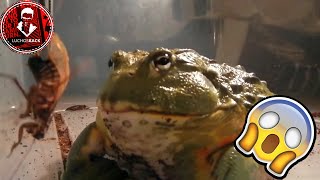 TOP 7 ANIMALES EXTRAÑOS QUE NO CONOCES