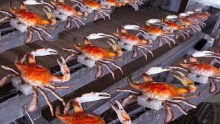 Crab Harvesting Techniques: Exploring the Fascinating World of Crab Meat Processing by Tech Machine 401 views 11 days ago 5 minutes, 12 seconds