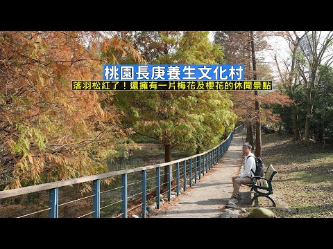 桃園長庚養生文化村落羽松紅了!園區擁有梅花、櫻花,優美的環境讓你都想在這裡養老