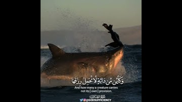 ‏﴿وَكَأَيِّن مِّن دَابَّةٍ لاَّ تَحْمِلُ رِزْقَهَا﴾ القارئ كارم الحريري