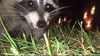 Nessayez Pas De Filmer Un Raton Laveur De Trop Près