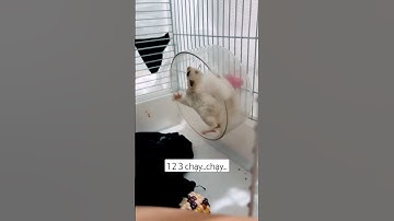 Sóc Bay Úc Chạy Wheel #socbay #socbayuc #soccanh