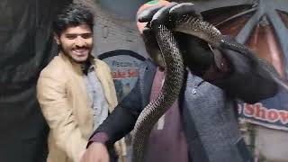 کنگ کوبرا کا لائیو زہر نکالا ہےKing Cobra first black snake in Pakistan