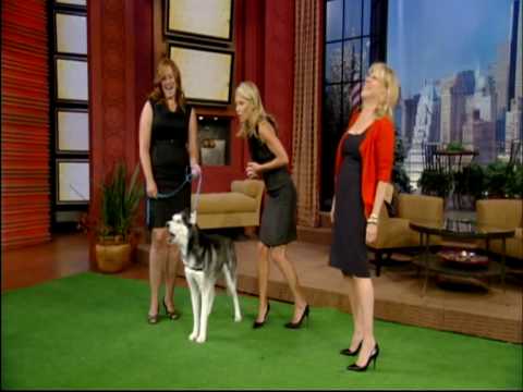 Mishka the Talking Husky Dog appears on TV!!!