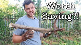 We Waited All Year… Then Cut Down 5 Trees! Allotment Clear-Out