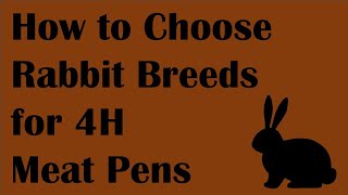 How to Choose Rabbit Breeds for 4H Meat Pens by Sprague River Homestead 1,149 views 1 year ago 11 minutes, 33 seconds