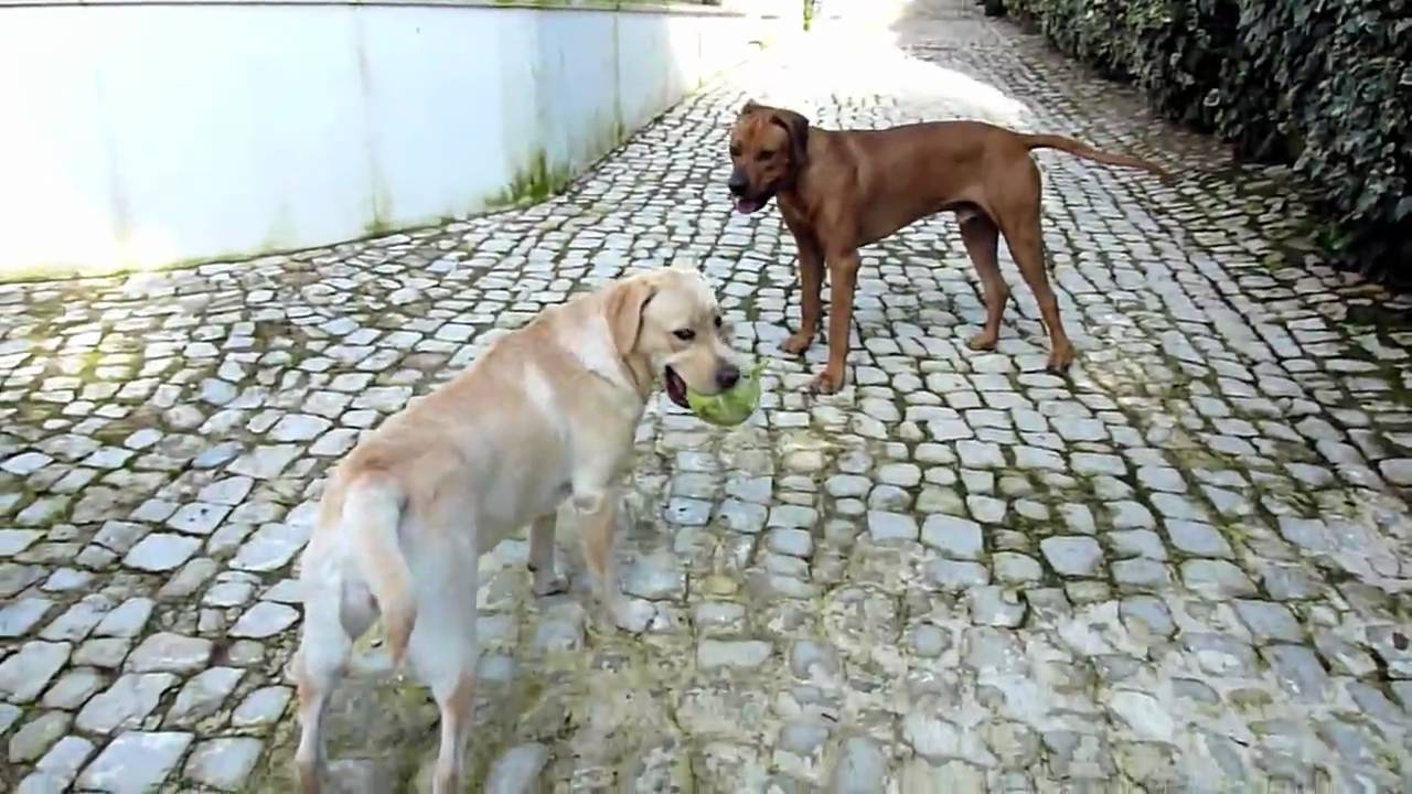 Rhodesian Ridgeback and Labrador Puppy tribal dance - YouTube