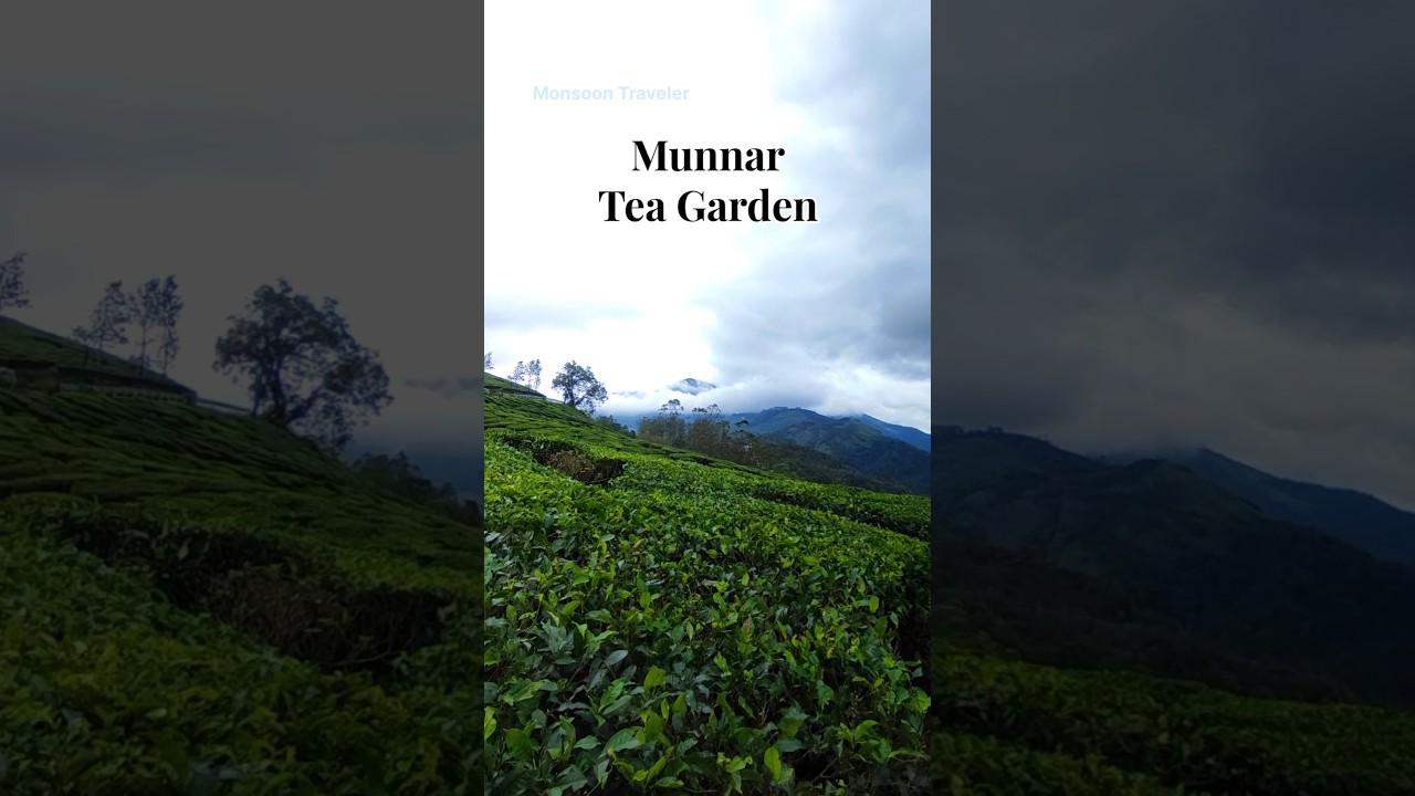 Munnar Tea Garden #travel #munnar #videography #shorts