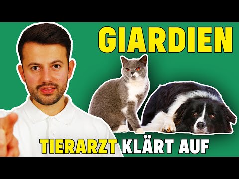 Video: Warum verursacht Giardia Durchfall?