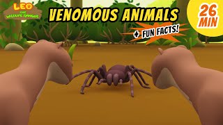 Venomous Animals  Goliath Birdeater Spider and more animal stories!