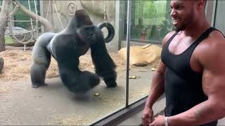 Funniest Gorilla Videos Ever Gorilla Comedy Compilation