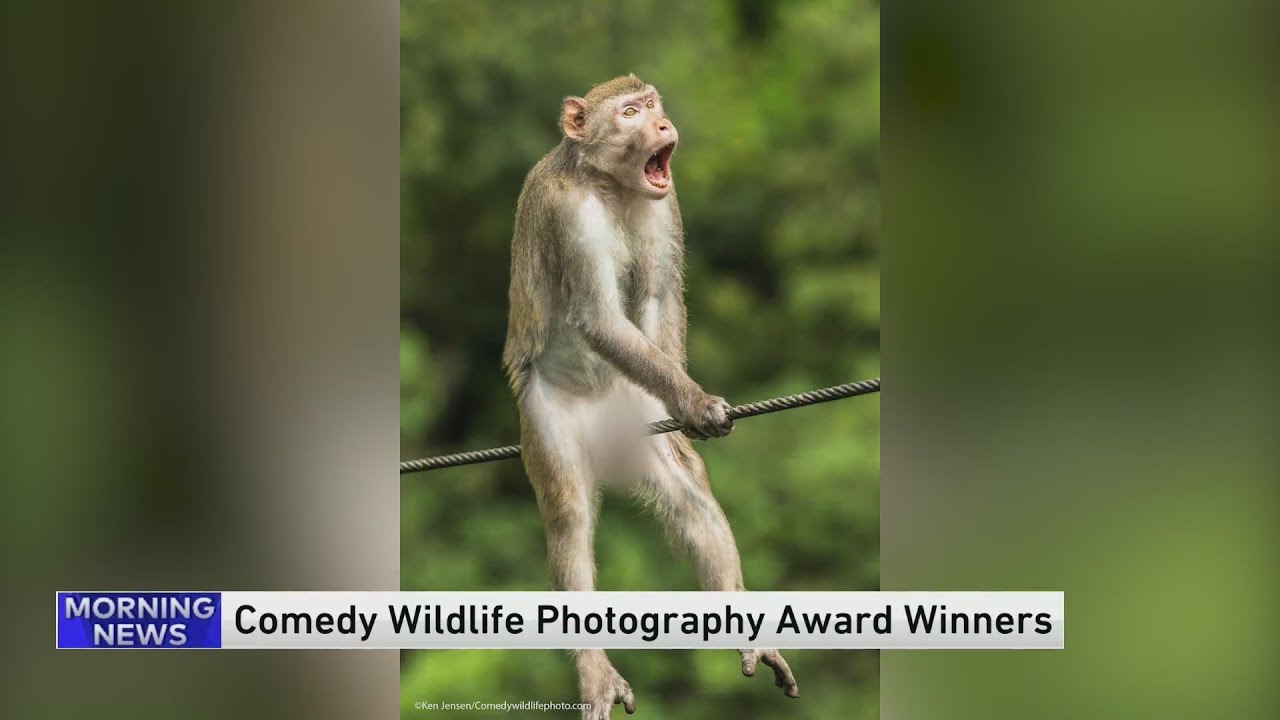 Finalists Announced in the Comedy Wildlife Photography Awards 2023