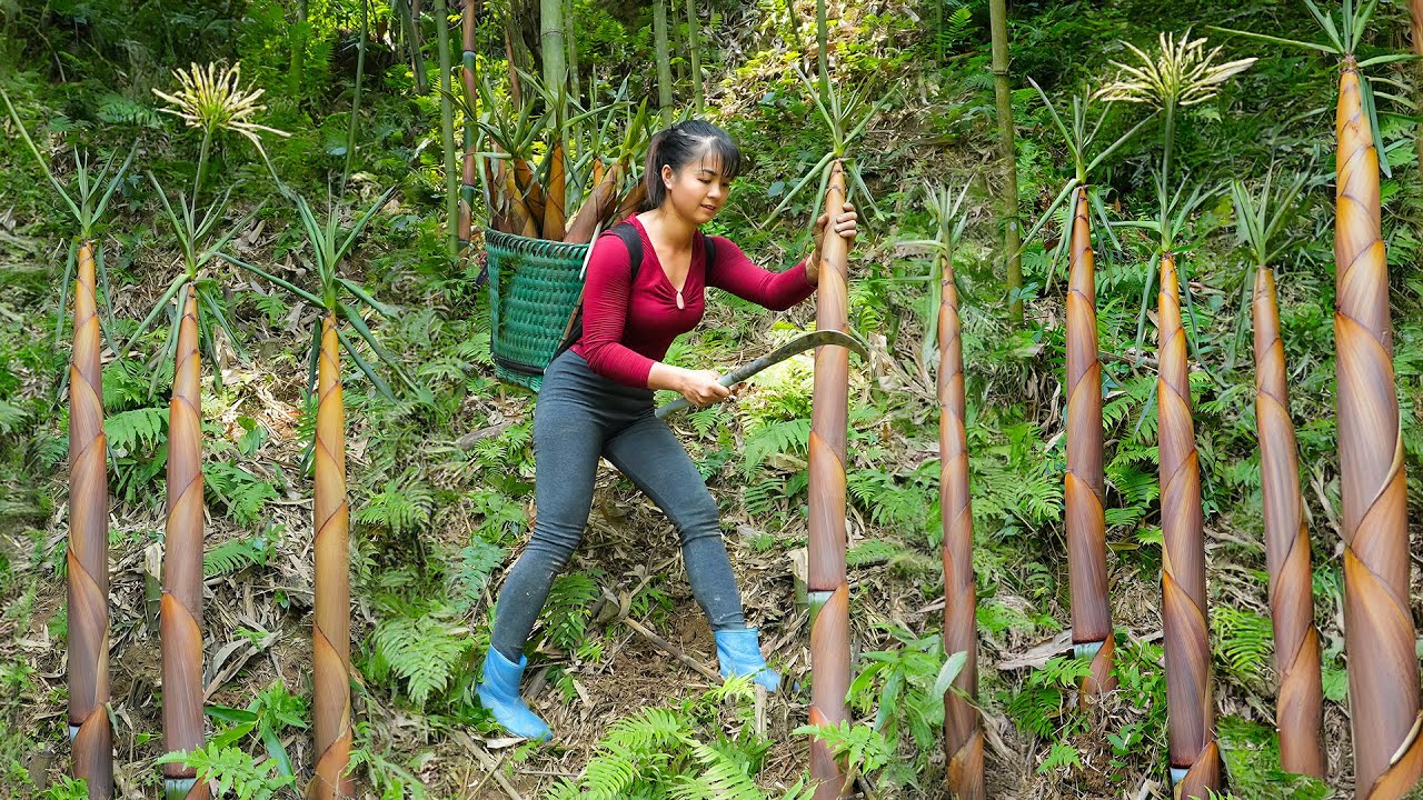 Find Bamboo Shoots and Pick Banana Flowers in the forest goes to market sell - Harvest Goose Eggs