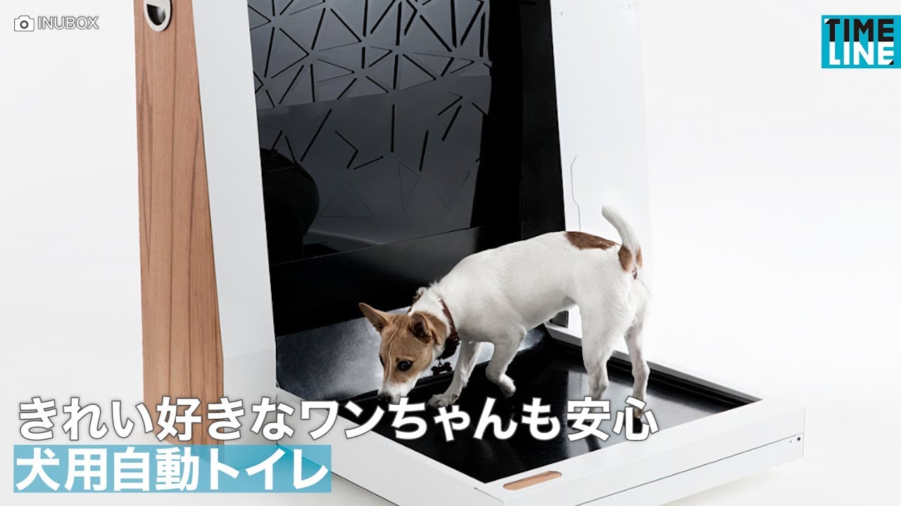 きれい好きなワンちゃんも安心 犬用自動トイレ Youtube