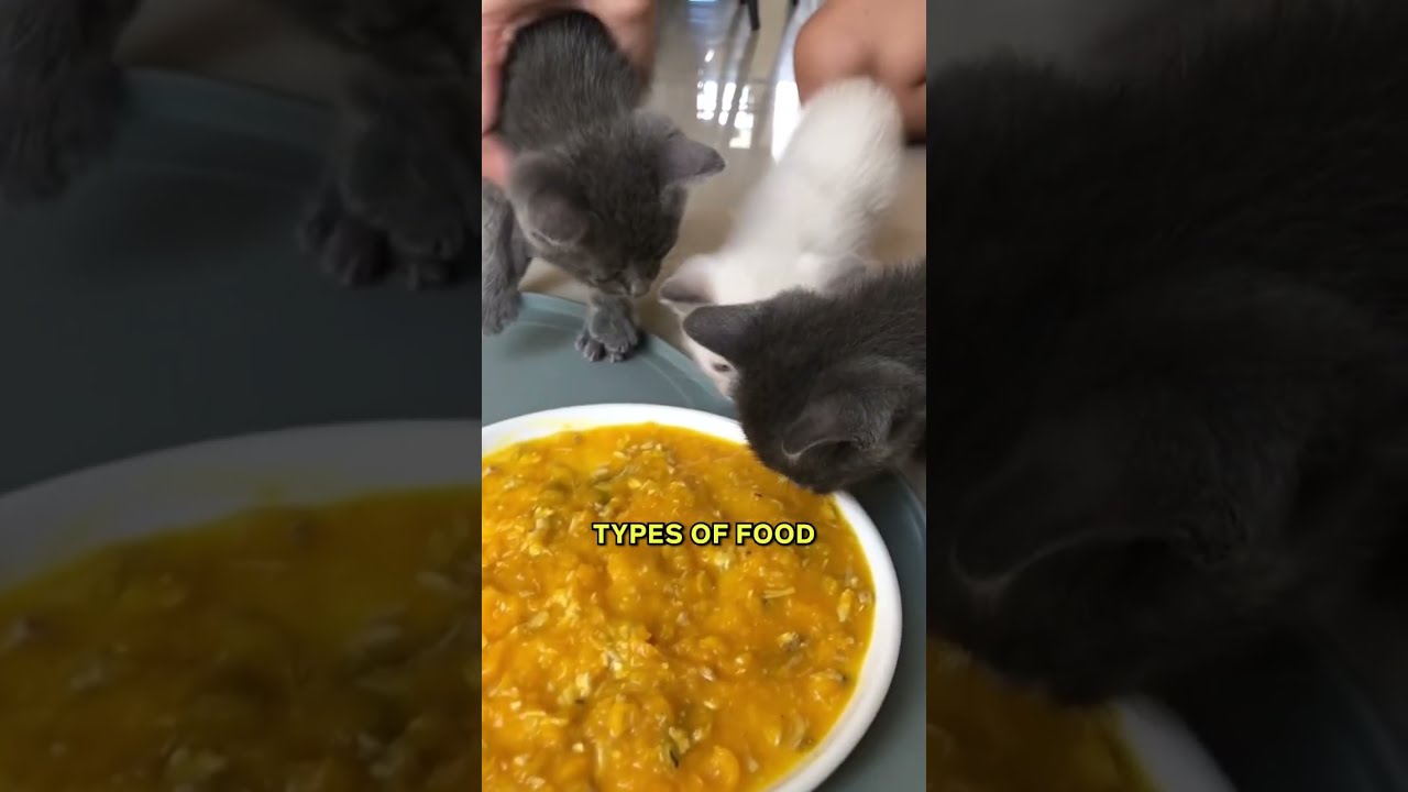 Feeding Your Kitten The Right Way 