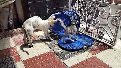 Video 10656961: cats dogs animals compilation, animals cutest cats compilation, cat dog funny compilation, cats compilation cute dogs, laugh funny cats compilation, cat funny dog awesome, hilarious animal compilation, funniest cats