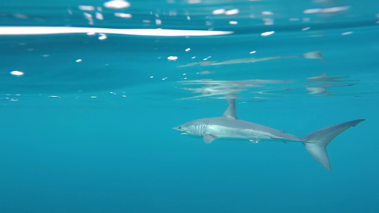 Mako Shark filmed off the coast of Aotea/Great Barrier Island, New Zealand YouTube